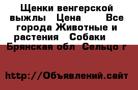 Щенки венгерской выжлы › Цена ­ 1 - Все города Животные и растения » Собаки   . Брянская обл.,Сельцо г.